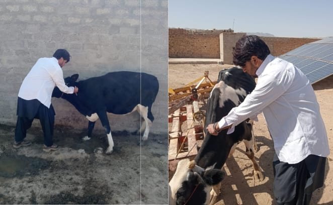 سنجاوی میں لمپی سکن ڈیزیز سے بچاؤ کی ویکسینیشن مہم، 300 مویشیوں کو ویکسین لگا دی گئی