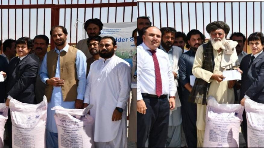 یونیورسٹی آف لورالائی میں ایف اے او کے تحت کسانوں میں مکئی کے بیج کی تقسیم، یورپی یونین کی معاونت