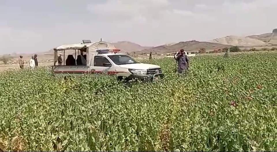 قلعہ عبداللہ: گلستان میں انسدادِ بھنگ مہم، مزید 195 ایکڑ اراضی بھنگ سے پاک