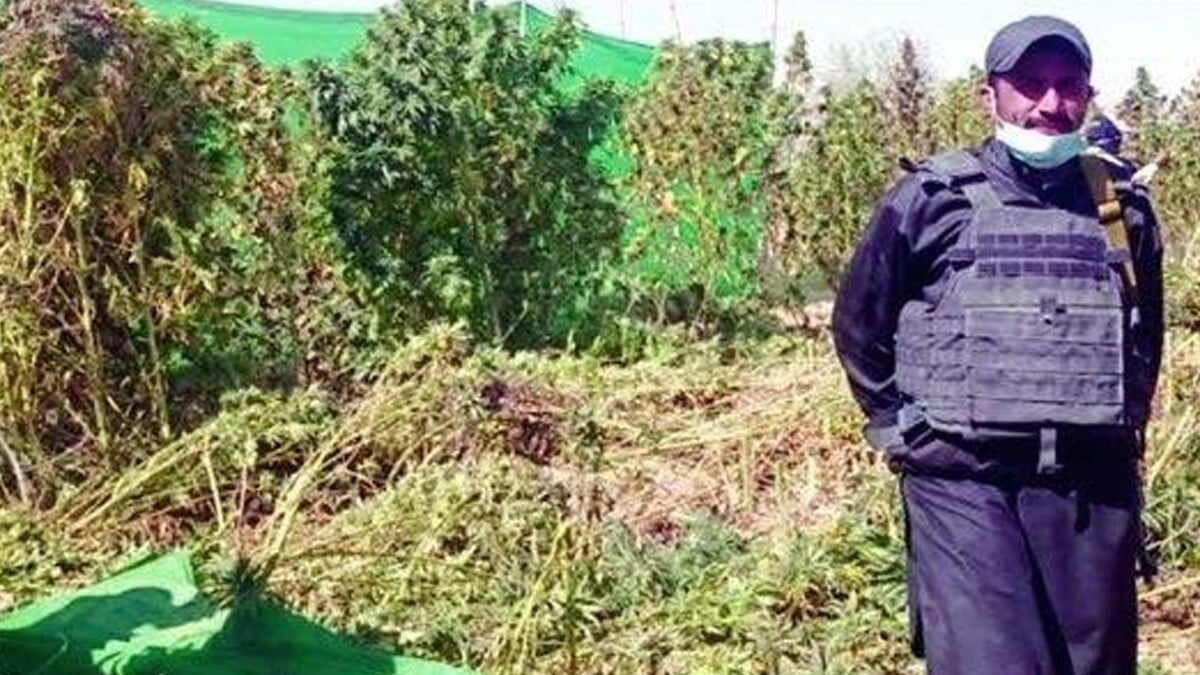 قلعہ عبداللہ: گلستان اور دوبندی میں 331 ایکڑ پر بھنگ کی کاشت ختم