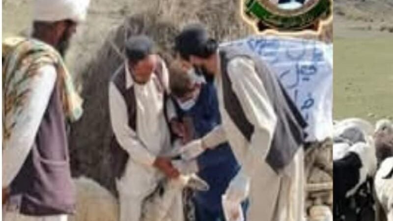 موسیٰ خیل کے علاقے کارڈی کوچ میں لائیو اسٹاک کا فری ویٹرنری کیمپ، 1400 سے زائد مویشیوں کا علاج